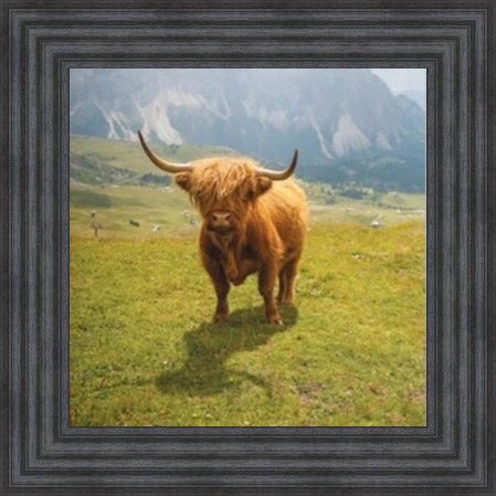 Highland Cow - Colour