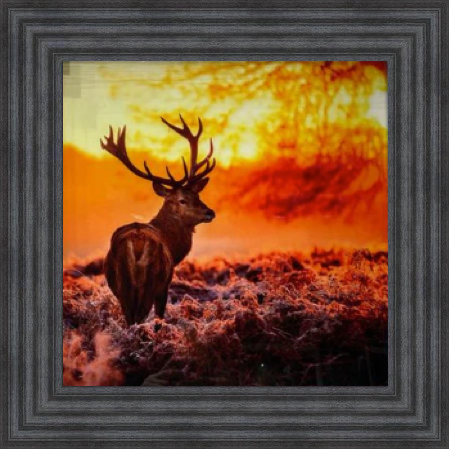 Stag In Golden Sunset