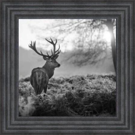 Stag In Golden Sunset - Black and White