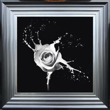 Black-White Rose